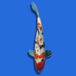 47cm Sakuma Showa High Quality Japanese Koi