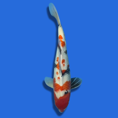 47cm Sakuma Showa High Quality Japanese Koi