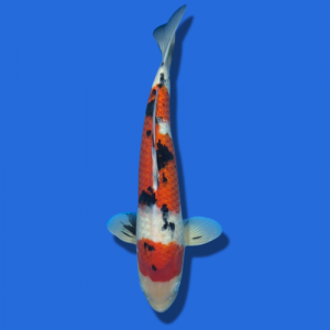 48cm Sakuma Sanke High Quality Japanese Koi