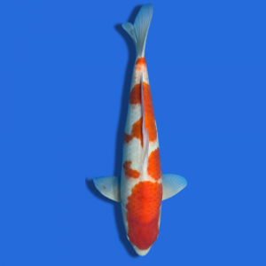 51cm Sakuma Kohaku High Quality Japanese Koi