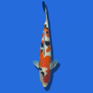 52cm Sakuma Showa High Quality Japanese Koi