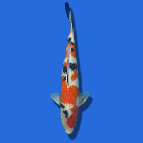 52cm Sakuma Showa High Quality Japanese Koi