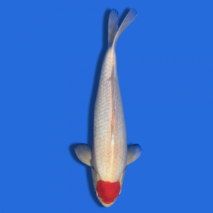 45cm Sakuma Tancho Kohaku High Quality Japanese Koi