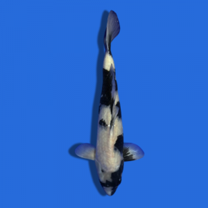 50cm Omosako Shiro Utsuri High Quality Japanese Koi