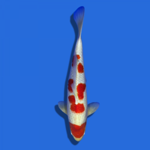 46cm Sakuma Kohaku High Quality Japanese Koi