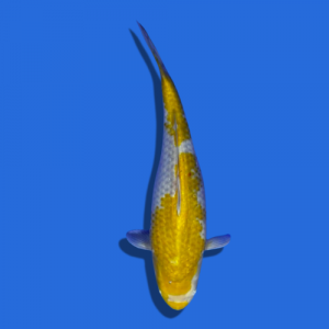 42cm Marujyu Ki Ochiba High Quality Japanese Koi