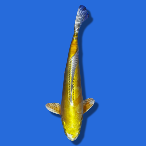 41cm Marujyu Doitsu Hariwake High Quality Japanese Koi