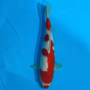 34cm Marujyu Kuchibeni Kohaku High Quality Japanese Koi