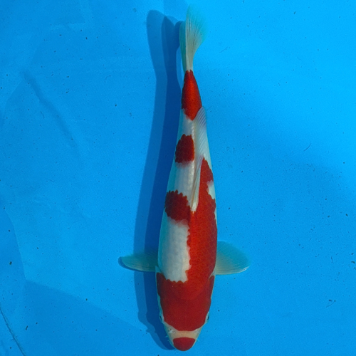34cm Marujyu Kuchibeni Kohaku High Quality Japanese Koi
