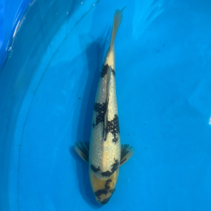 36cm Marujyu Ginrin Utsuri High Quality Japanese Koi