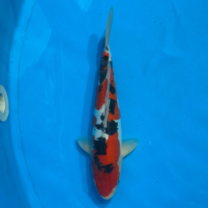 34cm Marujyu Doitsu Sanke High Quality Japanese Koi