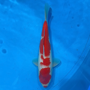 35cm Marujyu Kuchibeni Kohaku High Quality Japanese Koi
