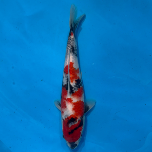 31cm Marujyu Showa High Quality Japanese Koi