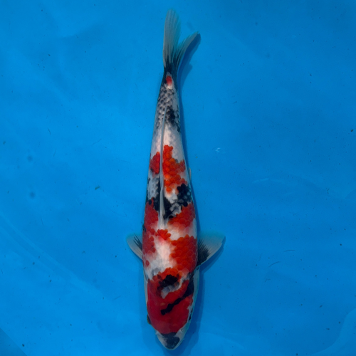 31cm Marujyu Showa High Quality Japanese Koi