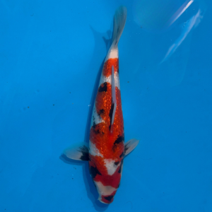 31cm Marujyu Ginrin Showa High Quality Japanese Koi
