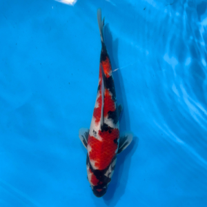 26cm Marujyu Showa High Quality Japanese Koi
