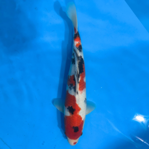 35cm Marujyu Showa High Quality Japanese Koi