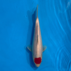 28cm Marujyu Tancho High Quality Japanese Koi
