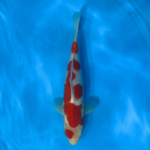 31cm Marujyu Kohaku High Quality Japanese Koi
